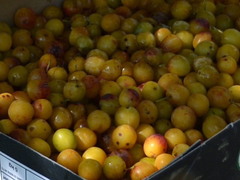 Confiture de mirabelles