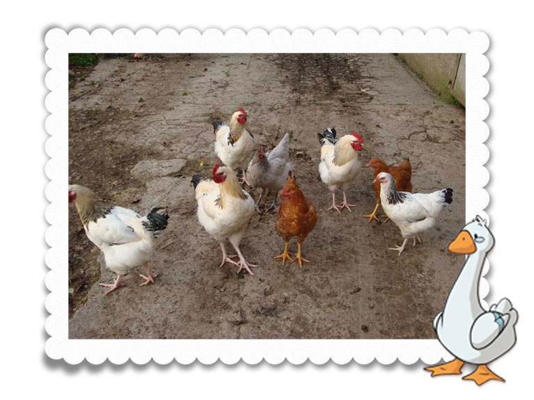 Les animaux de la ferme