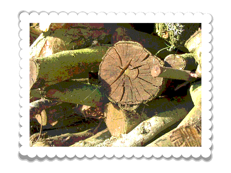 Bois et feux de cheminée