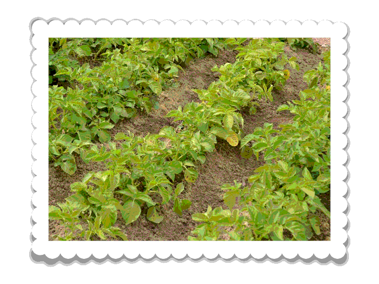 Potager et fruits du jardin